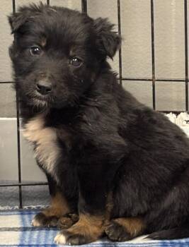 Affenpinscher and Mixed Breed Dogs Available for Adoption - Artic | PetCurious