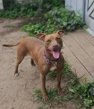 Ella (2 Years Old) -  Pit Bull Terrier Dog for Adoption in Albany, New York - Ella (2 Years Old) | PetCurious