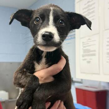 Bugsy -  Retriever and Mixed Breed Dog for Adoption in Martinsville, Virginia - Bugsy | PetCurious