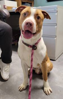 Pit Bull Terrier Dogs Available for Adoption - Copper | PetCurious