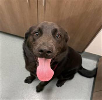 Labrador Retriever Dogs Available for Adoption - SPIKE | PetCurious