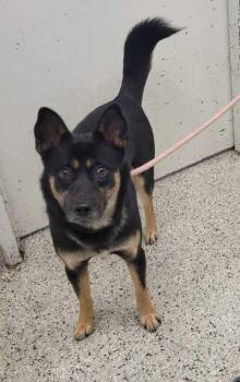 Marley -  Australian Kelpie and Mixed Breed Dog for Adoption in Kansas City, Missouri - Marley | PetCurious