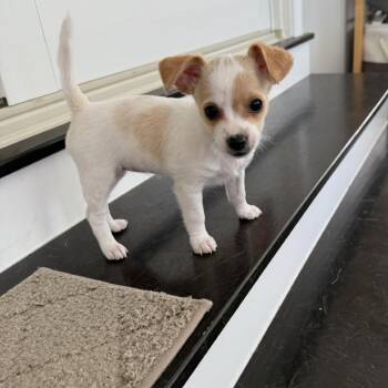 Pippi -  Chihuahua and Terrier Dog for Adoption in Lancaster, Ohio - Pippi | PetCurious
