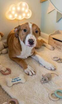 Labrador Retriever and Shepherd Dogs Available for Adoption - Jazzy | PetCurious