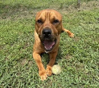 Tommy -  Shar Pei and Labrador Retriever Dog for Adoption in Houston, Texas - Tommy | PetCurious