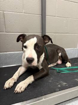 PADME -  Pit Bull Terrier Dog for Adoption in Indianapolis, Indiana - PADME | PetCurious