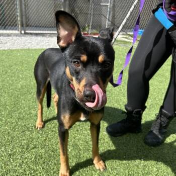 Coco -  Shepherd Dog for Adoption in Batavia, Ohio - Coco | PetCurious
