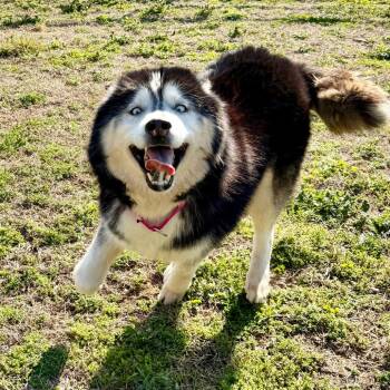 Husky Dogs Available for Adoption in Peyton, Colorado - Victor (MR26-306) | PetCurious