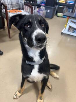 Otis -  Mixed Breed Dog for Adoption in Davenport, Iowa - Otis | PetCurious