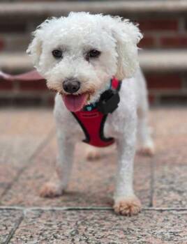 Jenny -  Bichon Frise Dog for Adoption in New York, New York - Jenny | PetCurious