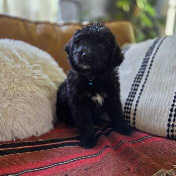 Goldendoodle Dogs Available for Adoption in Chattanooga, Tennessee - Pastrami | PetCurious