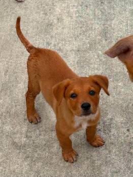 Bruno -  Catahoula Leopard Dog Dog for Adoption in Woodstock, Ontario - Bruno | PetCurious