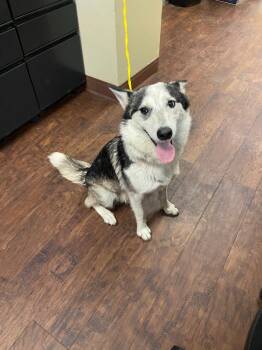 Cattle Dog and Mixed Breed Dogs Available for Adoption in Greenville, Texas - Dog Kennel #10 Shakira | PetCurious