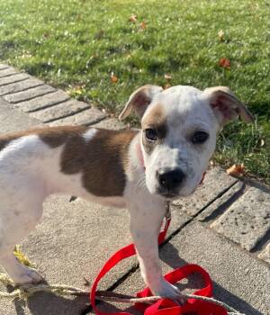 Rescue Australian Cattle Dog Blue Heeler and Boxer Dogs for Adoption in Muskego, Wisconsin - Grace The Mixed Breed! | PetCurious