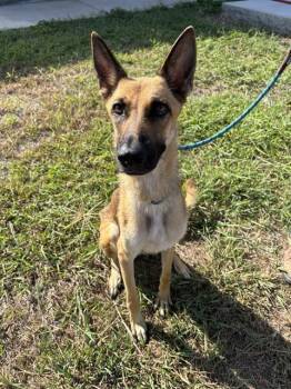 ATHENA -  German Shepherd Dog and Mixed Breed Dog for Adoption in Corpus Christi, Texas - ATHENA | PetCurious