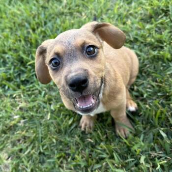 Violet Pound Puppy -  Basset Hound Dog for Adoption in Friendswood, Texas - Violet Pound Puppy | PetCurious