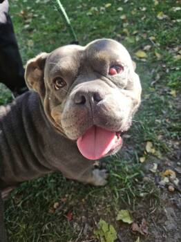 Rescue American Bulldog and Pit Bull Terrier Dogs for Adoption in Portsmouth, Virginia - Eeyore | PetCurious