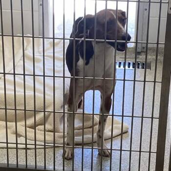 Totally Tucker -  American Foxhound Dog for Adoption in Gloucester, Virginia - Totally Tucker | PetCurious
