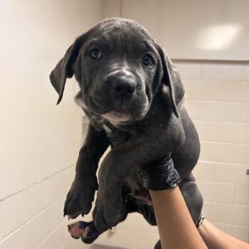 Cane Corso Dogs Available for Adoption in Reno, Nevada - Panini | PetCurious