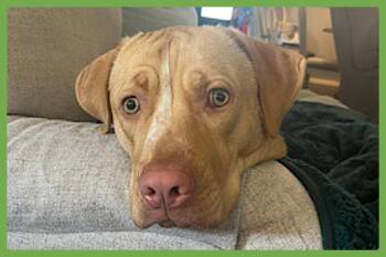 Rescue Labrador Retriever and Boxer Dogs for Adoption in Amherst, Massachusetts - Rosie | PetCurious