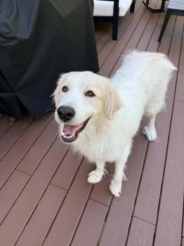 Yeti -  Great Pyrenees Dog for Adoption in Minneapolis, Minnesota - Yeti | PetCurious
