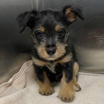 Terrier Dogs Available for Adoption - Luther | PetCurious