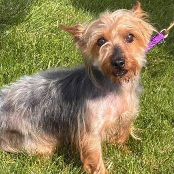 Mabel -  Yorkshire Terrier Dog for Adoption in Batavia, New York - Mabel | PetCurious