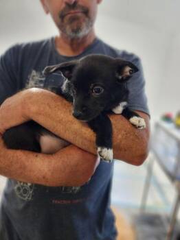 Corgi and Pug Dogs Available for Adoption in Windsor, California - Prince Harry | PetCurious