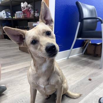 Grace -  Cattle Dog Dog for Adoption in Waco, Texas - Grace | PetCurious