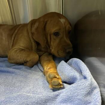 ORANGE -  Mixed Breed Dog for Adoption in Greensboro, North Carolina - ORANGE | PetCurious