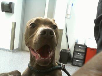 Pit Bull Terrier Dogs Available for Adoption - GRANT | PetCurious