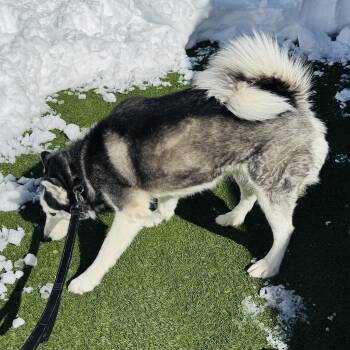 Siberian Husky Dogs Available for Adoption - Meet LUNA - Beautiful Husky, 4-5 Yrs Old, Here With Her Daughter | PetCurious