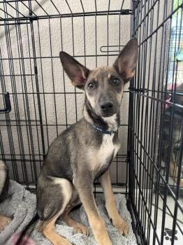 Yessenia -  Australian Shepherd Dog for Adoption in Colorado Springs, Colorado - Yessenia | PetCurious