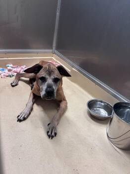Sharpie -  Black Mouth Cur and Mixed Breed Dog for Adoption in Burgaw, North Carolina - Sharpie | PetCurious
