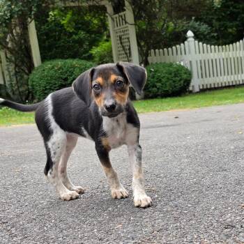 Gertie -  Beagle Dog for Adoption in Columbia, Maryland - Gertie | PetCurious