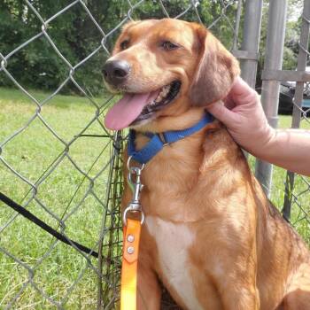 Testimony -  Mixed Breed Dog for Adoption in Fredericksburg, Virginia - Testimony | PetCurious