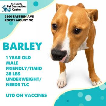 BARLEY  Available NOW - ADOPTION or RESCUE! -  Mixed Breed Dog for Adoption in Nashville, North Carolina - BARLEY  Available NOW - ADOPTION Or RESCUE! | PetCurious
