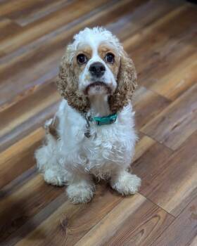 Gracie -  Cocker Spaniel Dog for Adoption in Cowlesville, New York - Gracie | PetCurious