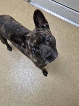 Chaco -  Mixed Breed Dog for Adoption in North Miami Beach, Florida - Chaco | PetCurious