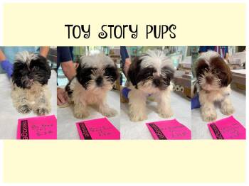 Toy Story pups (NOT YET AVAILABLE) -  Shih Tzu Dog for Adoption in Benton, Louisiana - Toy Story Pups (NOT YET AVAILABLE) | PetCurious