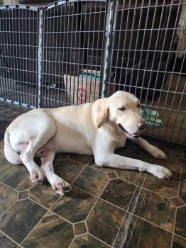 Rescue Labrador Retriever Dogs for Adoption in San Antonio, Texas - BAILEY | PetCurious