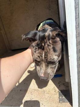 EMBER -  Pit Bull Terrier and Mixed Breed Dog for Adoption in Oklahoma City, Oklahoma - EMBER | PetCurious