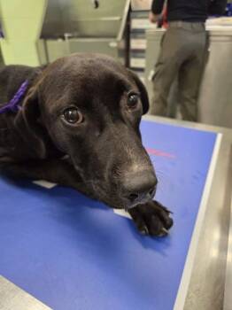 Rescue Labrador Retriever and Mixed Breed Dogs for Adoption in Longview, Texas - Bonanza | PetCurious