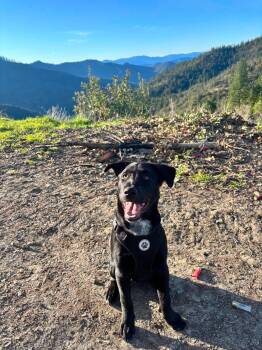 Courtesy listing-Moose -  Black Labrador Retriever and Australian Cattle Dog Blue Heeler Dog for Adoption in Bend, Oregon - Courtesy Listing-Moose | PetCurious