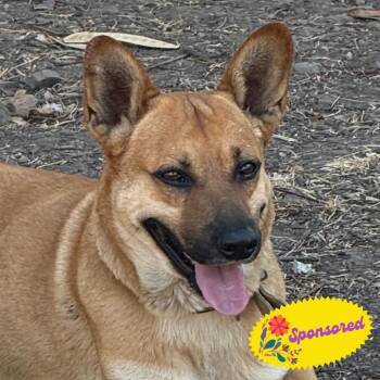 Clarence -  Shepherd and Corgi Dog for Adoption in Bend, Oregon - Clarence | PetCurious