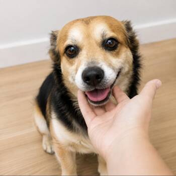 Alfie, sweet and playful -  Mixed Breed and Cardigan Welsh Corgi Dog for Adoption in Houston, Texas - Alfie, Sweet And Playful | PetCurious