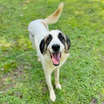 Great Pyrenees Dogs Available for Adoption in Brownsboro, Alabama - Caitlyn | PetCurious