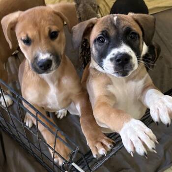 Zelda - Butler Campus -  Mixed Breed Dog for Adoption in Flagstaff, Arizona - Zelda - Butler Campus | PetCurious