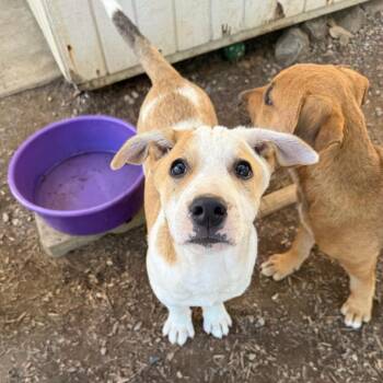 Frito -  Terrier Dog for Adoption in San Diego, California - Frito | PetCurious