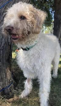 Yeti -  Standard Poodle and Golden Retriever Dog for Adoption in Roy, Utah - Yeti | PetCurious